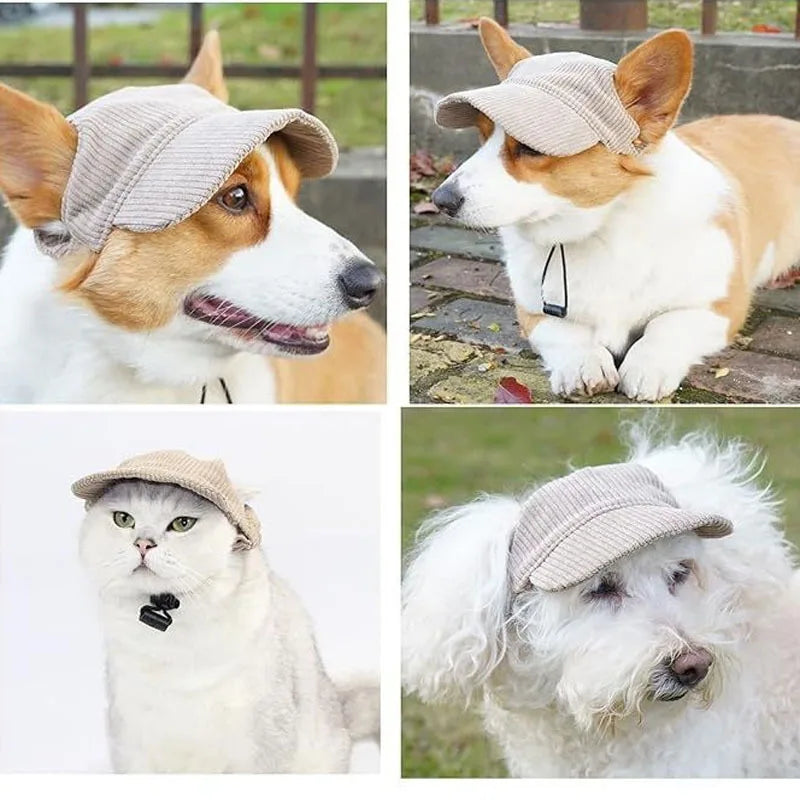 Dog wearing a grey baseball cap