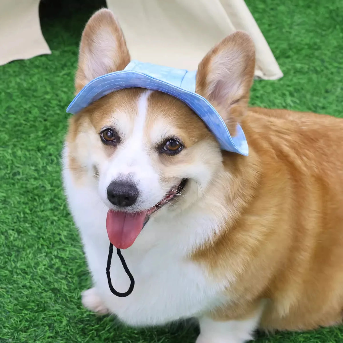 Round-brim dog bucket hat in six colours
