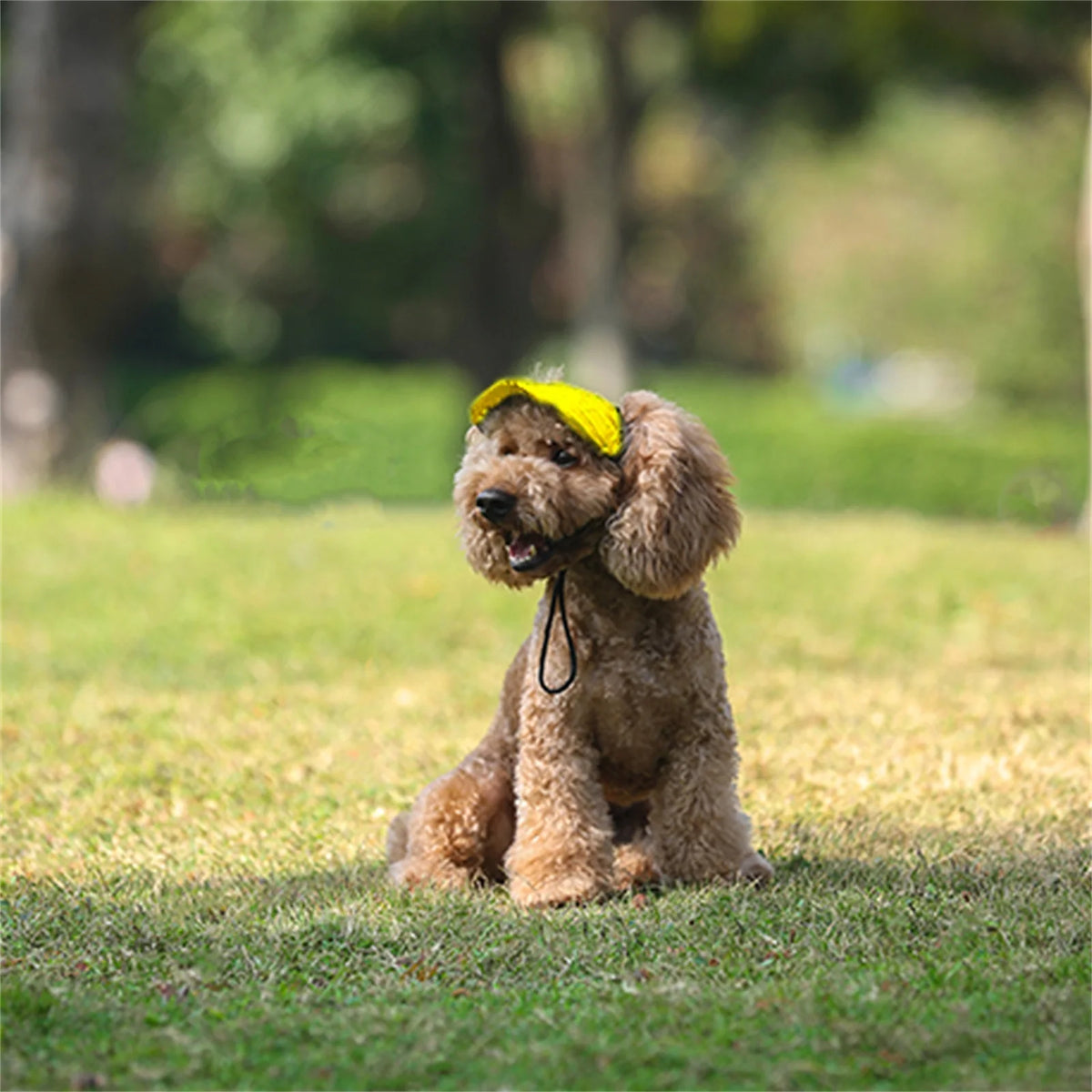 Dog wearing a baseball cap on an outdoor walk