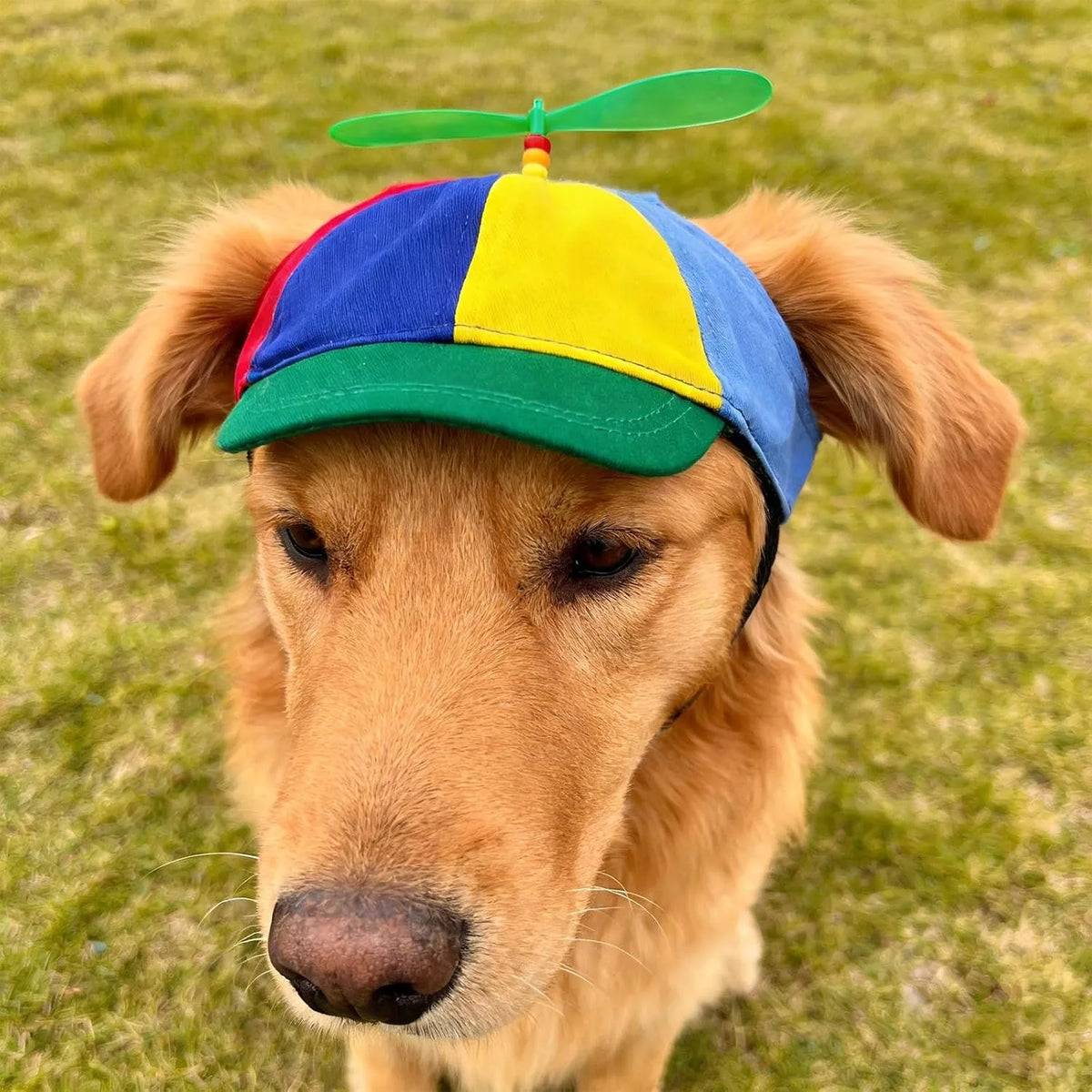 Two-pack of pet propeller caps with gift box